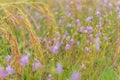 Brown paddy rice seed field with the small flower of grass weed foreground,Common Spiderwort,Murdannia nudiflora,Commelinaceae,flo Royalty Free Stock Photo