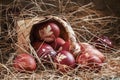 Brown painted Easter eggs with natural grass pattern spill out o Royalty Free Stock Photo