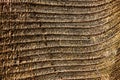Brown palm bract membranes Royalty Free Stock Photo