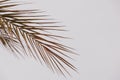 brown palm leaf on light background