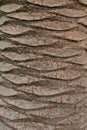 Brown Palm tree bark ideal for vertical textured background