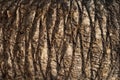 Brown palm tree trunk texture background. Natural organic material. Royalty Free Stock Photo