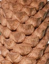 Brown palm trunk Royalty Free Stock Photo
