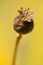 Brown Papaver somniferum seed head Royalty Free Stock Photo