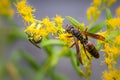 A brown paper wasp feeds on some small yellow flowers