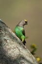 Brown parrot on diagonal trunk turning head Royalty Free Stock Photo