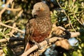 North Island Kaka Endemic Parrot of New Zealand