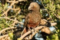 North Island Kaka Endemic Parrot of New Zealand