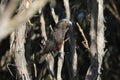 South Island Kaka Endemic Parrot of New Zealand