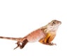 The Brown-patched Kangaroo lizard on white Royalty Free Stock Photo