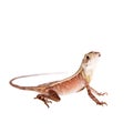 The Brown-patched Kangaroo lizard on white Royalty Free Stock Photo