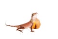 The Brown-patched Kangaroo lizard on white Royalty Free Stock Photo