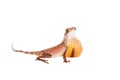 The Brown-patched Kangaroo lizard on white Royalty Free Stock Photo