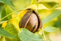 Brown pecan nut hanging among the yellow and green pecan leaves