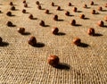 Brown peeled hazelnuts on a burlap cloth. Dry round hazel nuts close up. Hazel seed laid out in rows on a textured