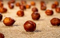 Brown peeled hazelnuts on a burlap cloth. Dry round hazel nuts close up. Hazel seed laid out in rows on a textured