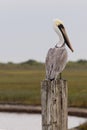 Brown Pelican Royalty Free Stock Photo