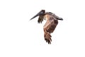 Brown Pelican