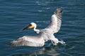 Brown Pelican Royalty Free Stock Photo