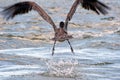 Brown Pelican