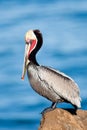 Brown Pelican