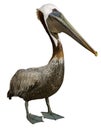 Standing Brown Pelican Isolated on a White Background