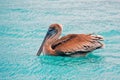 Brown Pelican Royalty Free Stock Photo