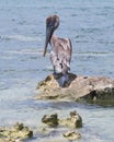 Brown Pelican