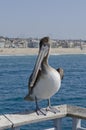 Brown Pelican