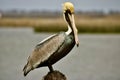 Brown Pelican posing in the February sunshine Apalachicola Florida Royalty Free Stock Photo