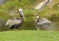 Brown pelican