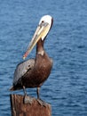 Brown Pelican Royalty Free Stock Photo