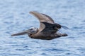 Brown Pelican Adult in Flight Royalty Free Stock Photo