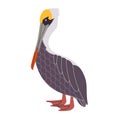 brown pelican animal have wing and neck with long beak wild nature water bird fauna environment