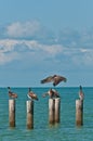 Brown pelican attempting to land on a wood post, that are all occupied by other pelicans