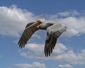 Brown Pelican, binomial name Pelecanus occidentalis, flying over Chokoloskee Bay in Florida.