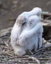 Brown Pelican stock Photos.  Brown Pelican bird baby. Image. Picture. Portrait. Close-up profile view Royalty Free Stock Photo