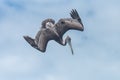 Brown pelican, bird