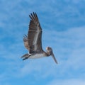 Brown pelican, bird flying in blue sky in Guadeloupe Royalty Free Stock Photo