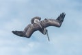 Brown pelican, bird