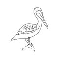 Brown pelican bird illustration vector