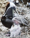 Brown Pelican stock Photos.  Brown Pelican bird with baby pelican.  Feeding. Baby pelican.  Image. Portrait.  Picture. Photo Royalty Free Stock Photo