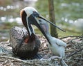 Brown Pelican stock Photos.  Brown Pelican bird with baby pelican.  Baby bird close-up view pelican feeding. Royalty Free Stock Photo