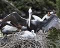 Brown Pelican bird stock Photos.  Brown pelican bird couple close-up profile view on the nest with baby. Spread wings. Protecting Royalty Free Stock Photo