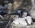 Brown Pelican stock Photos.  Brown Pelican bird with baby pelican. Baby pelican bird. Close-up profile view. Parenting. Picture. Royalty Free Stock Photo