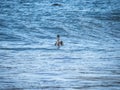 A brown pelican rests on the ocean at Isla Santiago, Galapagos, Ecuador Royalty Free Stock Photo