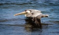 A brown pelican skims along the ocean at Isla Santiago, Galapagos, Ecuador Royalty Free Stock Photo