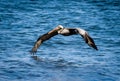 A brown pelican skins along the ocean at Isla Santiago, Galapagos, Ecuador Royalty Free Stock Photo