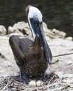 Brown Pelican bird Photo.  Brown pelican bird sitting on its eggs on the nest. Pelican bird close-up profile view Royalty Free Stock Photo