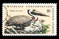 Brown Pelican Bird Postage Stamp Royalty Free Stock Photo